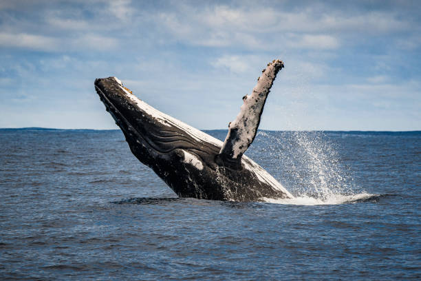 Ngư dân phát hiện đàn cá voi nặng hàng tấn kiếm ăn gần bờ ở vùng biển Cô Tô. (Ảnh minh họa: kho ảnh iStock)